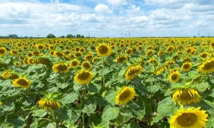 Ein weites Feld voller sonnenblumen pflanzen unter einem blauen Himmel mit weißen Wolken.