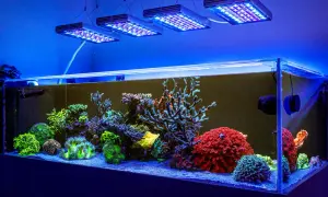 Kolorowe koralowce w akwarium morskim, oświetlone lampami LED. To przykład, jak dobrać oświetlenie do akwarium, by wyeksponować piękno podwodnego świata.
