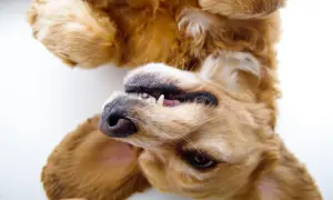 Ein goldener Hund liegt auf dem Rücken, die Pfoten in der Luft. Sein Maul ist leicht geöffnet, die Zähne sichtbar. Das Scharren hat hier die Bedeutung von spielerischer Freude.