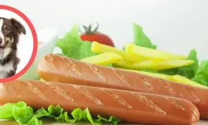 Czy pies może jeść parówki? Na zdjęciu piesek obok parówek i frytek.