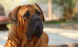 Ein brauner Boerboel mit faltigem Gesicht und treuem Blick. Sein Charakter ist loyal und beschützend.