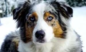 Ein wunderschöner Australian Shepherd Blue Merle mit eisblauen Augen blickt in die Kamera, umgeben von winterlicher Schneelandschaft.