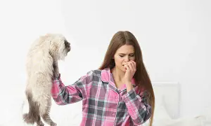 Devon Rex alergia – czy to idealny kot dla alergików?