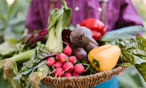 Koszyk pełen świeżych warzyw: rzodkiewki, buraki, papryka, kapusta pak choi. Idealny zbiór, by zastanowić się, jaki nawóz pod warzywa na wiosnę będzie najlepszy.