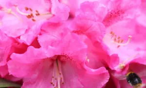 Nahaufnahme von pinken Rhododendronblüten. Vorsicht: Rhododendron ist giftig, auch wenn er Bienen anzieht.