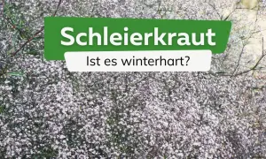 Schleierkraut, zart und blütenreich, ist es winterhart? Ein Meer aus winzigen weißen Blüten, das den Garten schmückt.