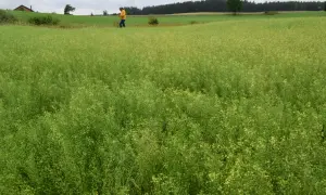 Pole lnianki siewnej z człowiekiem w żółtej kurtce w tle.