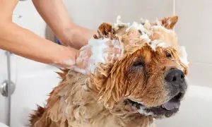 A person washes a fluffy dog in a bathtub, covered in soap. This image reminds us how often should you bathe your dog for optimal hygiene.