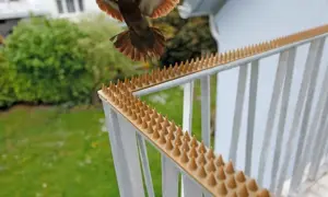 Kolce na balustradzie to skuteczny sposób, jak odstraszyć wróble i inne ptaki od siadania na balkonie.