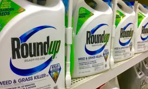 Butelki z Roundupem, środkiem chwastobójczym. Dyskusje o szkodliwość tego produktu trwają.