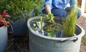 Person legt Pflanzen in ein Zinkgefäß, um einen Miniteich anzulegen. Wasserpflanzen und Schilf wachsen im Wasser.
