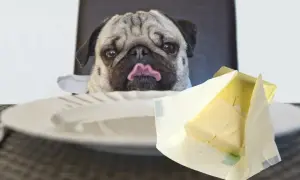 Mops z wyciągniętym językiem patrzy na masło. Czy pies może jeść masło? To pytanie nurtuje wielu właścicieli czworonogów.