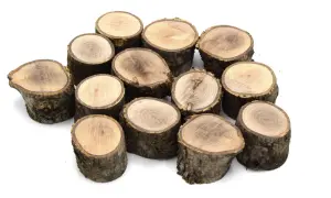 Montón de troncos de madera en bruto, listos para comprar y usar en manualidades o decoración.