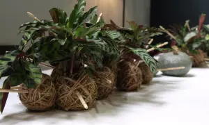 Rośliny w kulach z mchu i sznurka, czyli kokedama. To co to jest, widać na zdjęciu: zielone liście, sznurki i patyczki.