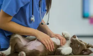 A vet in blue scrubs gently examines a playful puppy, likely administering the bordetella vaccine for dogs.