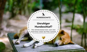 Ein Hund liegt auf einer Steinbank, wirkt aber unruhig. Der Text fragt: "Unruhiger Hundeschlaf? Was dahinterstecken kann, wenn dein Hund immer wieder den Platz wechselt.