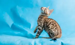Czy Devon Rex uczula? Dowiedz się, jak uniknąć alergii na kota