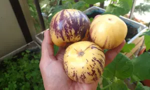 Dłoń trzyma trzy owalne owoce pepino, żółte z fioletowymi smugami, na tle zieleni i drewnianych skrzynek.