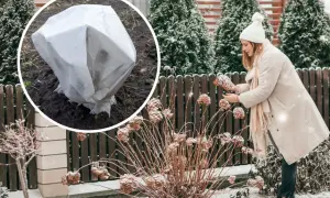 Jak okryć hortensje ogrodowe na zimę? Krok po kroku do kwiatów!