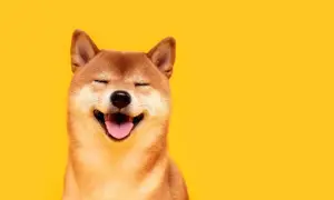 Uśmiechnięty pies shiba mały z zamkniętymi oczami i wystawionym językiem na żółtym tle.