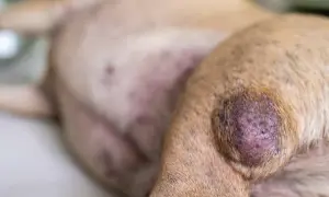 Ein Hund mit einer geschwollenen, dunklen Beule am Bein. Mögliche Ursachen für geschwollene Lymphknoten beim Hund sind vielfältig.