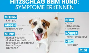Ein Hund mit weit geöffnetem Maul und herausgestreckter Zunge. Text erklärt Symptome von Hitzschlag beim Hund: Krämpfe, glasige Augen, starkes Hecheln, Zittern, hohe Temperatur, Herzrasen.