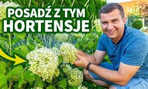 Hortensja Anabelle z czym sadzić, aby stworzyć piękne kompozycje?