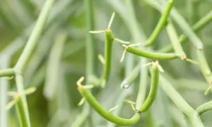 Close-up of a pencil cactus, its segmented green stems reaching out. Be cautious, as this pencil cactus is toxic.