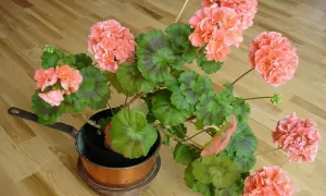 En vacker pelargon i en kopparkastrull. Det är dags att klippa pelargoner för att få dem att blomstra ännu mer.
