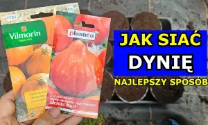 Kiedy sadzić dynie, by uniknąć błędów i uzyskać obfite plony