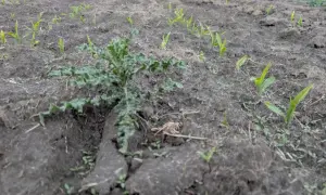 Chwast na polu kukurydzy. Zastanawiasz się, jak rozrobic randap, by pozbyć się tego intruza?