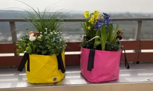 Zwei bunte Pflanztaschen, gefüllt mit blühenden Blumen im Juni. Gelb und Pink leuchten auf dem Balkon.