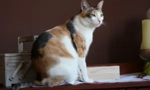 Gato tricolor sentado, con mirada atenta. Ideal para aprender como enseñar a un gato adulto a usar el arenero.