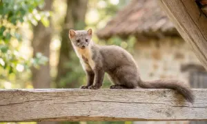 Ein Steinmarder sitzt auf einem Holzbalken. Was tun, wenn ein Marder im Haus ist?