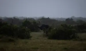 Ein Strauß im **Addo Nationalpark** auf einer nebligen Ebene, umgeben von dichter Vegetation.