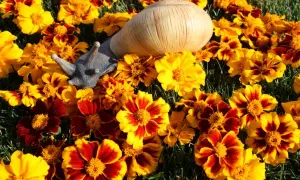 Ein Schneckenhaus ruht zwischen leuchtend gelben und rot-gelben Tagetes.