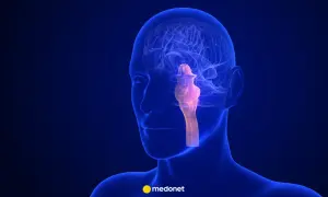 Anatomia mózgu z wyróżnionym, podświetlonym na różowo pniem mózgu, kluczowym dla funkcji życiowych.