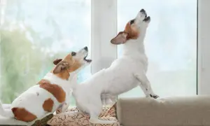 Zwei Hunde bellen aufgeregt im Garten. Einer sitzt auf einem Kissen, der andere steht auf einem Polster.
