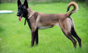 Owczarek belgijski malinois, pies policyjny rasy, gotowy do akcji na zielonej trawie.