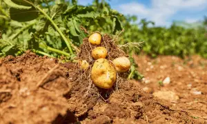 Frisch geerntete Kartoffeln, reich an Kohlenhydraten, ragen aus der Erde.