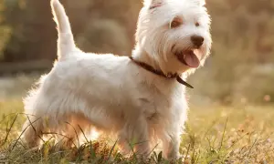 Westie w słońcu, szczęśliwy pies. Szukasz informacji o west pies cena?