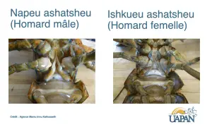 Comparaison des parties ventrales d'un homard mâle et d'une homard femelle, montrant les différences anatomiques.