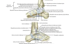 Anatomia więzadeł stawu skokowego z zaznaczonymi strukturami kostnymi i więzadłowymi.