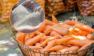 Koszyk pełen świeżych marchewek, a w dłoniach piasek – idealny sposób, jak przechowywać marchew, by była świeża przez długi czas.