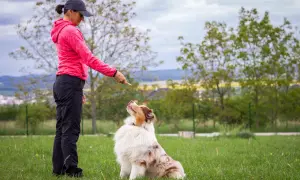 Ein Australian Shepherd mit seinem typischen australian shepherd charakter zeigt Gehorsam und lernt draußen auf Kommando.