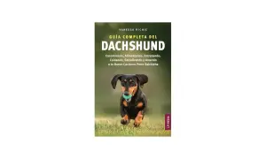 Guía completa del Dachshund, con consejos sobre qué dar de comer a un teckel. Un perro salchicha corre feliz con una pelota.