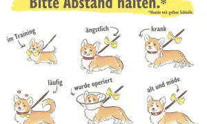 Sechs Corgis mit gelben Schleifen, die verschiedene Zustände wie "im Training", "ängstlich", "krank" und "operiert" darstellen.