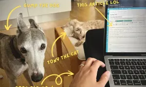 Gump the dog and Tony the cat watch as an article about the "meow synth" is written.