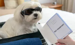 Paszport dla psa: Gdzie, jak i za ile wyrobisz go bez stresu?