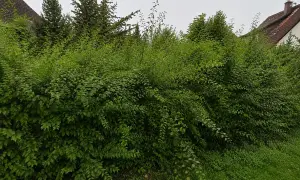Dichter Kirschlorbeer wuchert vor Häusern. Überlegen Sie, wie die kirschlorbeer entfernen kosten sind, um Platz zu schaffen.